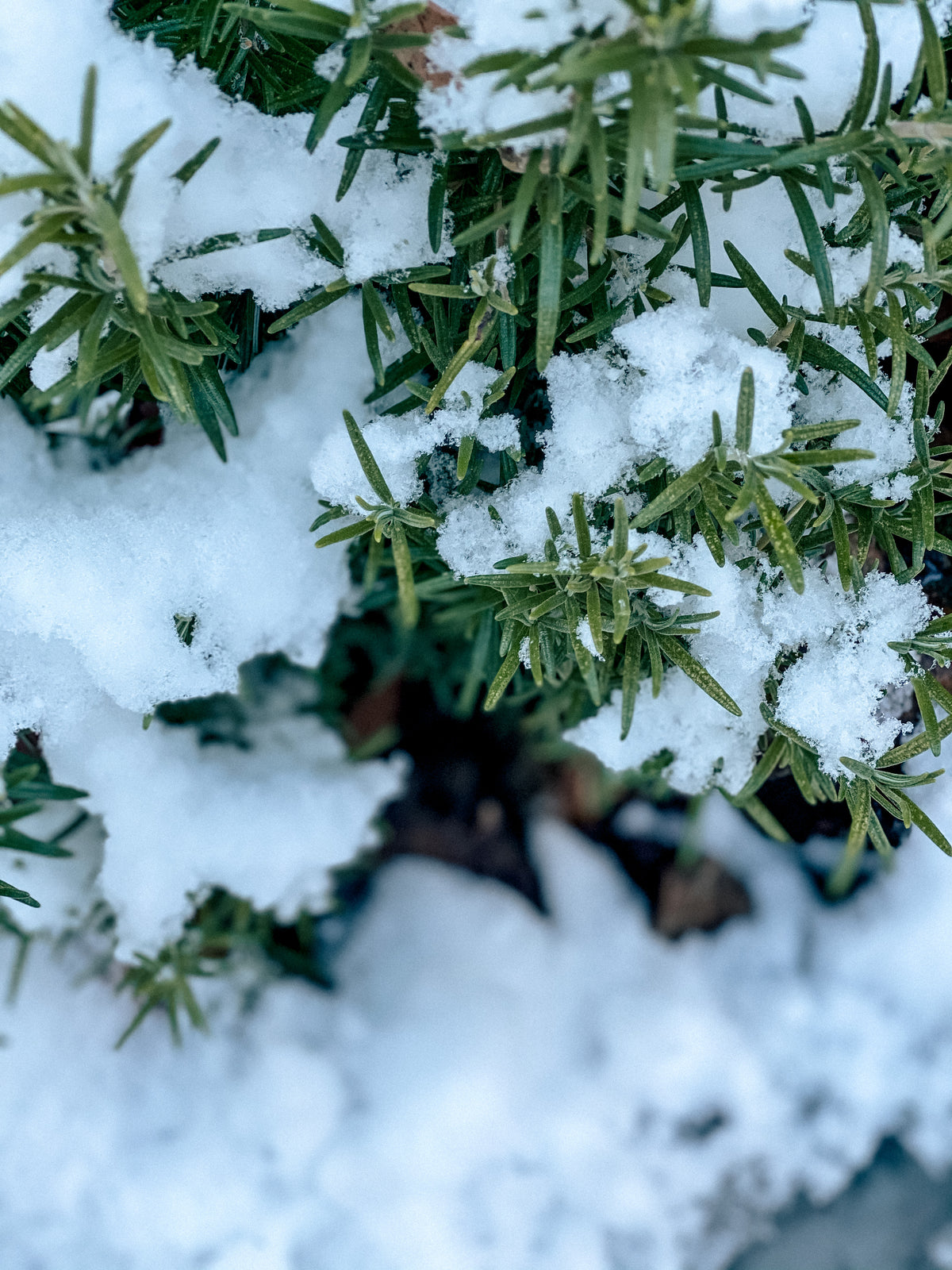 (Garten)Vorfreude ist die schönste