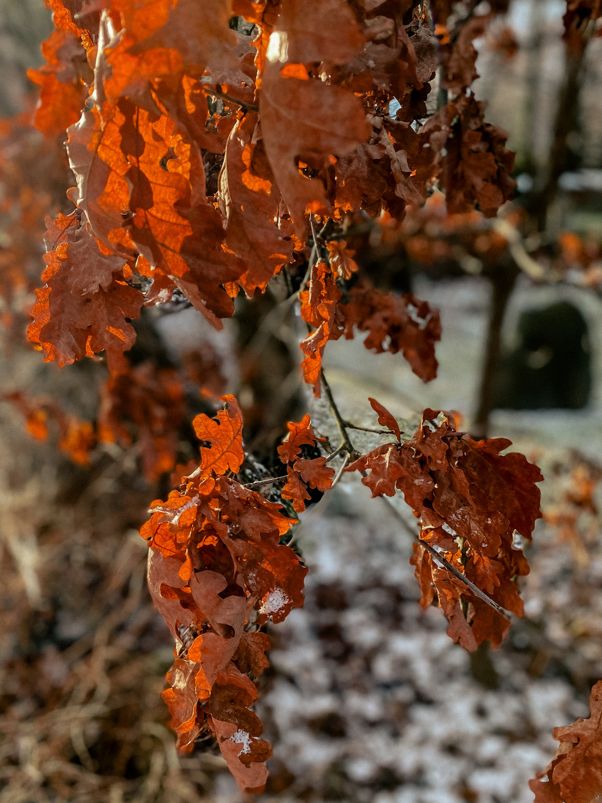 Gartenschönheiten im Winter