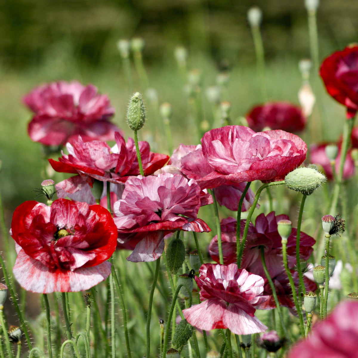 Klatschmohn Pandora Papaver rhoeas Mohn