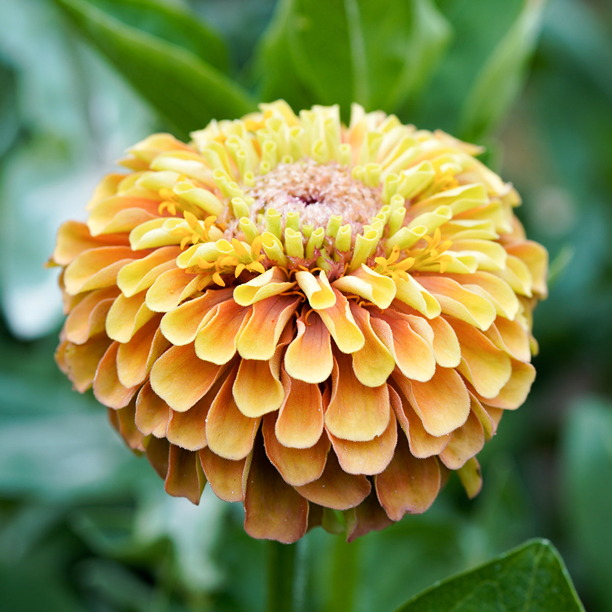 Zinnie Queen Lime Orange Jora Dahl