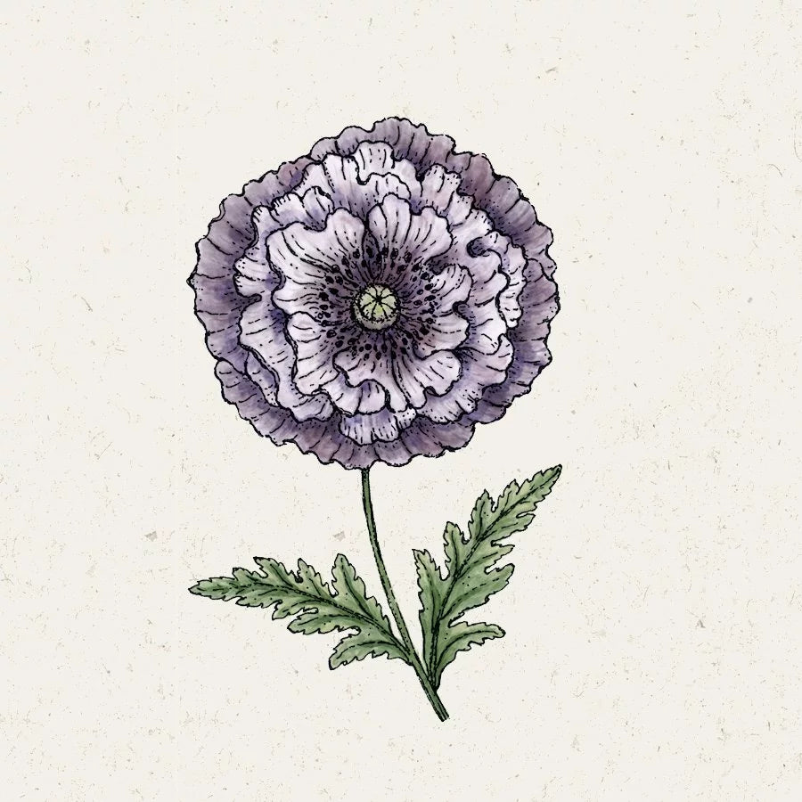 Seidenmohn Klatschmohn Amazing Grey Jora Dahl Samen Saatgut