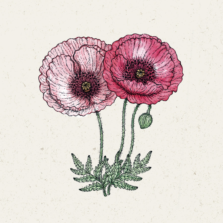 Stuffed poppy seeds Pandora