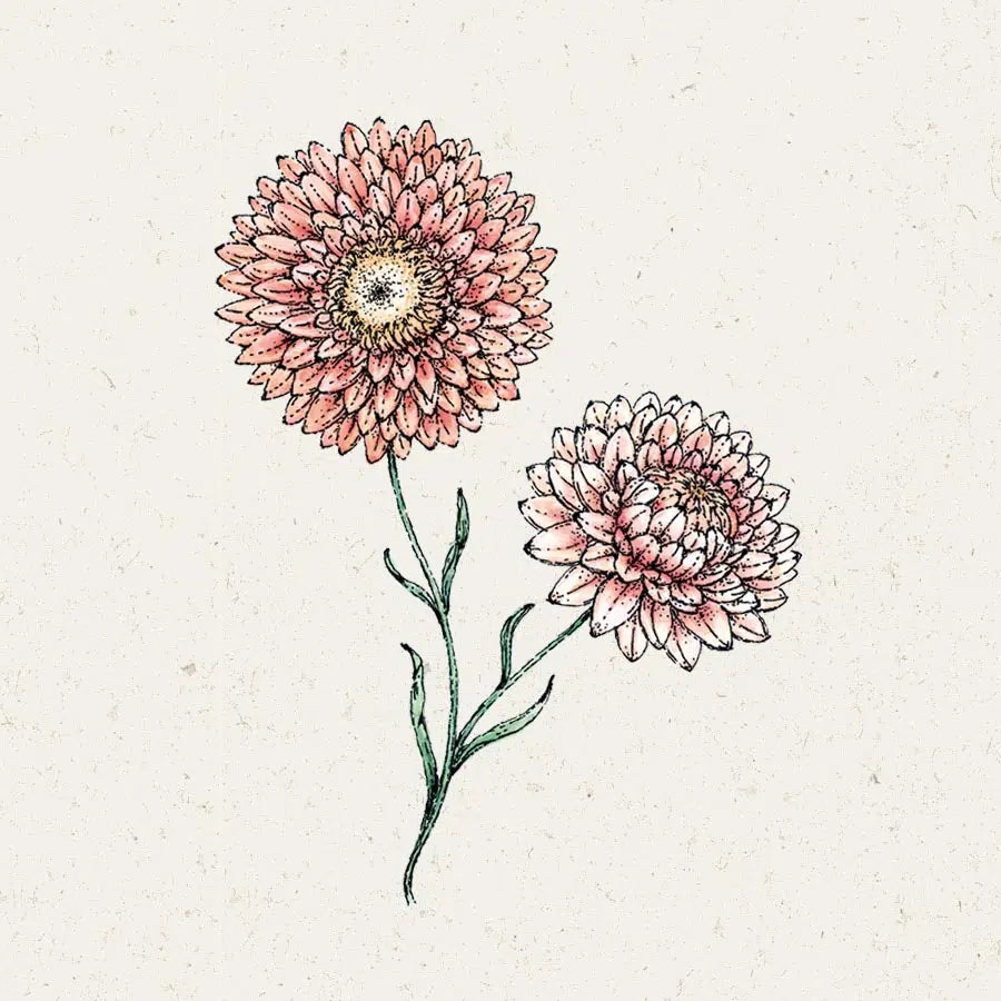 Strohblume Helichrysum bracteatum Salmon Rose Trockenblume Jora Dahl Schnittblume Saatgut Samen