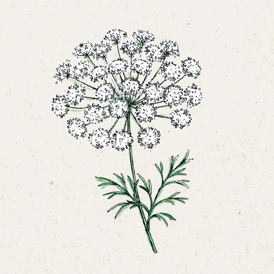Knorpelmöhre Ammi majus Schnittblume Blumensamen Blumengarten Jora Dahl