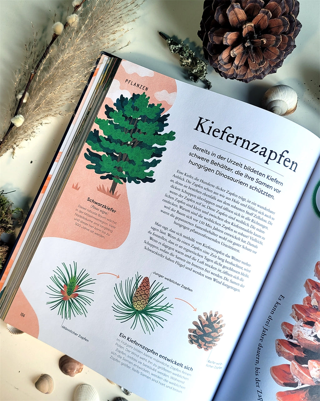 Schätze der Natur Kinderbuch Sachbuch DK Verlag