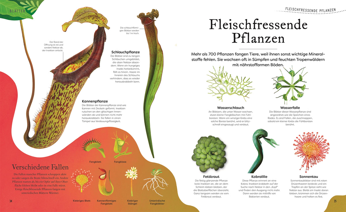 Schätze der Natur Pflanzen Sachbuch Kinderbuch DK Verlag