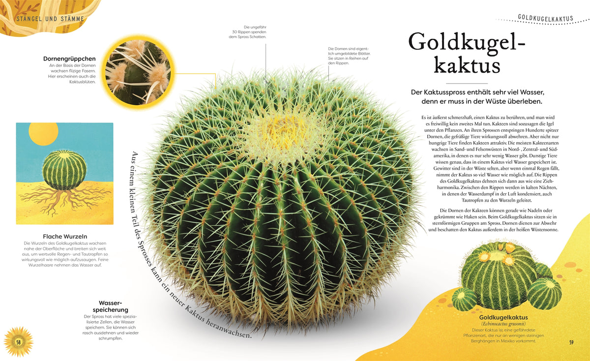 Schätze der Natur Pflanzen Sachbuch Kinderbuch DK Verlag