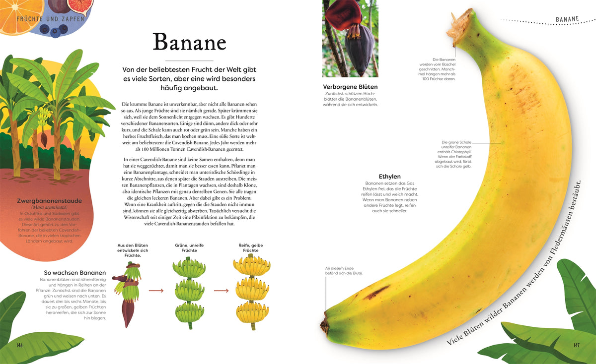 Schätze der Natur Pflanzen Sachbuch Kinderbuch DK Verlag