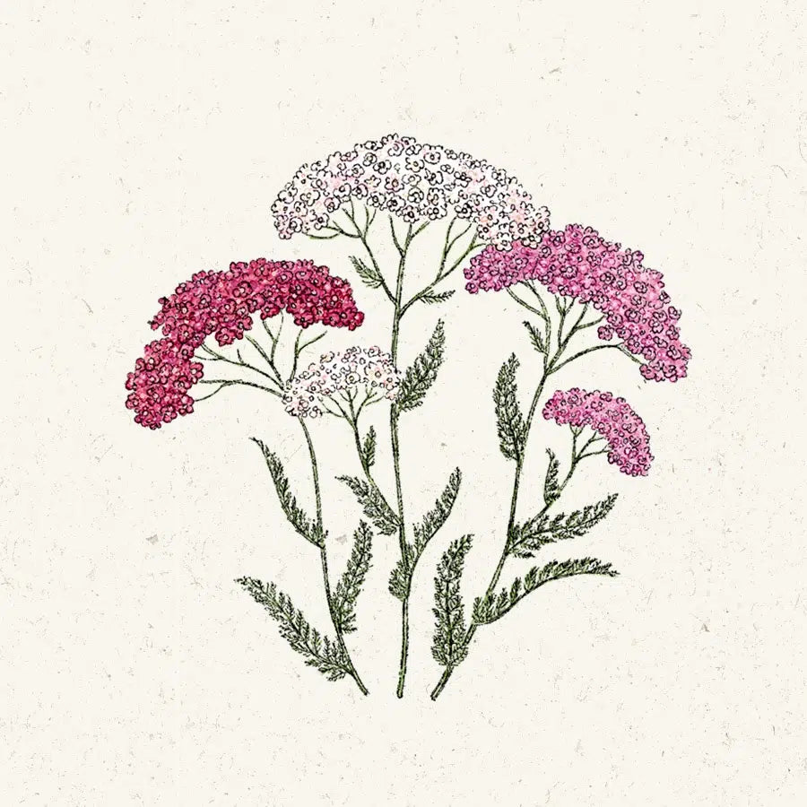 Schafgarbe Korbblütler Achillea millefolium Summer Berries Jora Dahl Saatgut Blumensamen Schnittblumen
