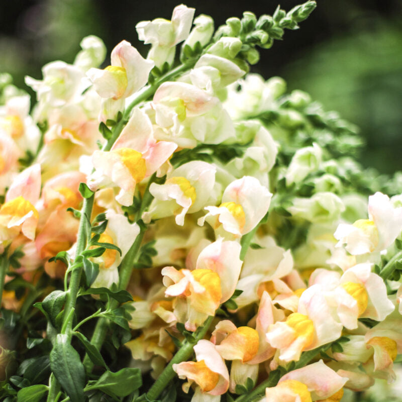 Löwenmäulchen Costa Apricot Antirrhinum majus Jora Dahl Saatgut Samen