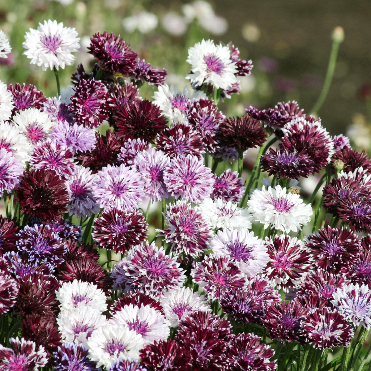 Kornblumen Saatgut Samen Jora Dahl Classic Magic Black Ball Classic Fantastic Classic Romatic Centaurea Cyanus Saatgut Samen