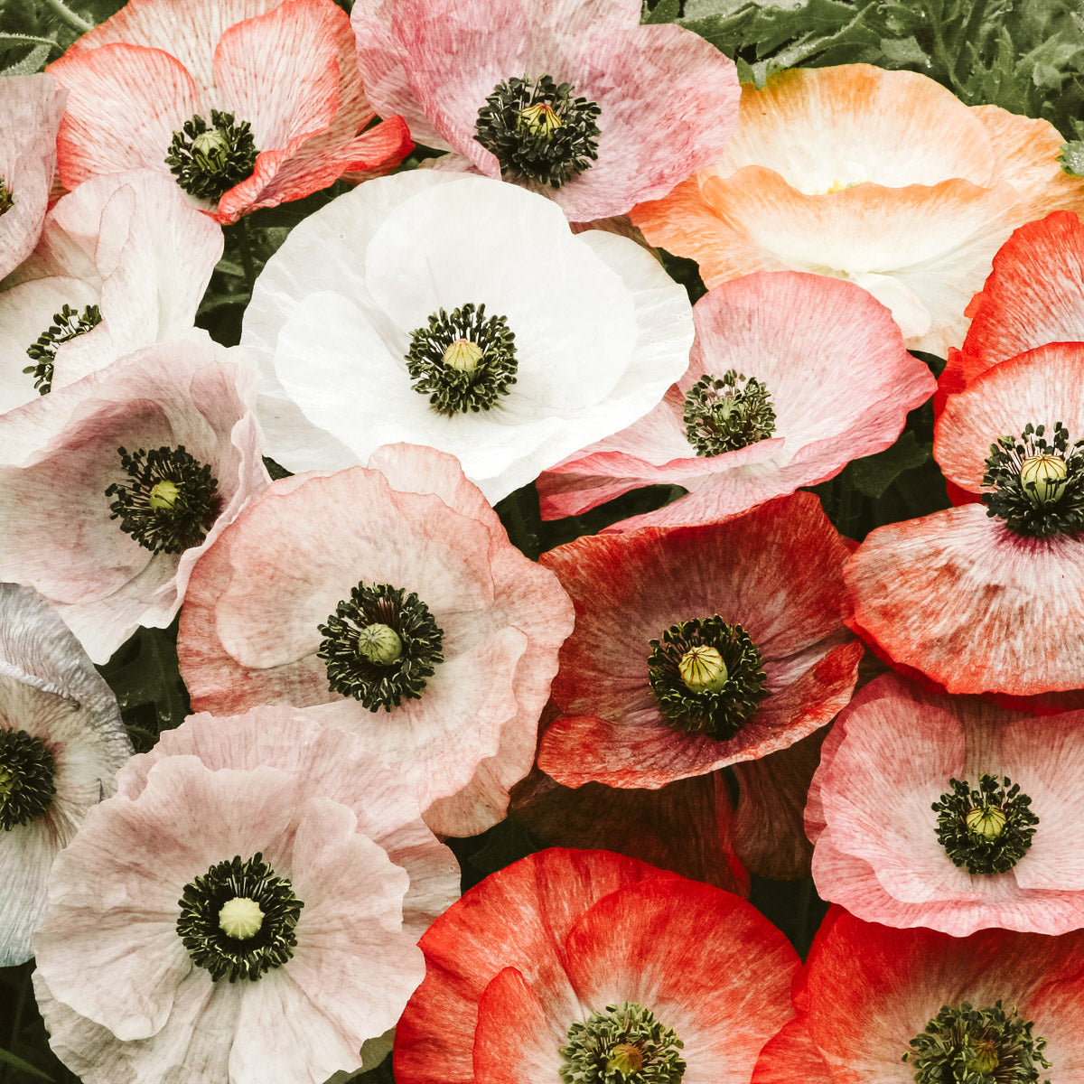 Seidenmohn Klatschmohn Papaver rhoeas Mother of Pearl Jora Dahl Samen Saatgut Blumensamen Wildblumen