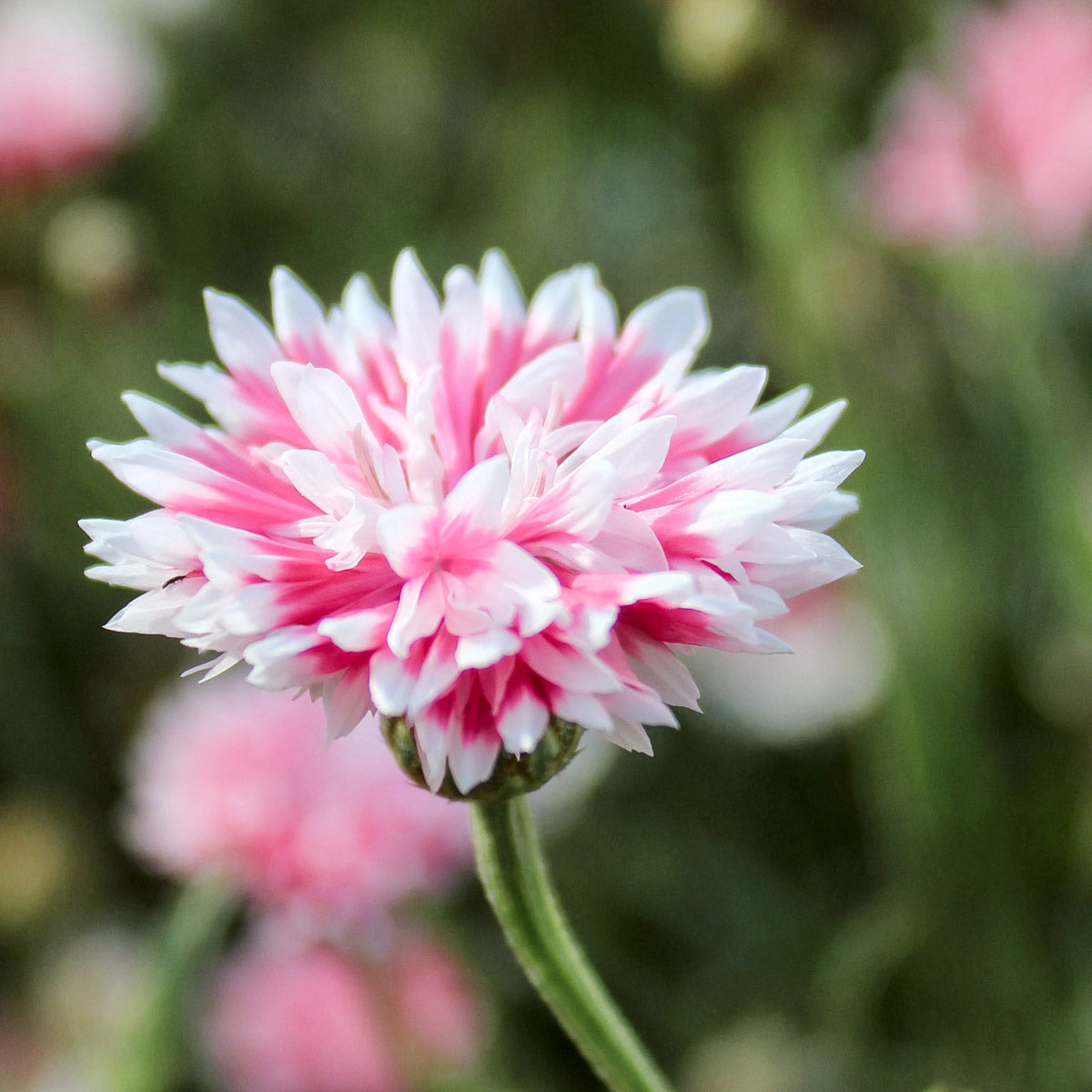 Kornblumen Saatgut Samen Jora Dahl Classic Magic Black Ball Classic Fantastic Classic Romatic Centaurea Cyanus Saatgut Samen