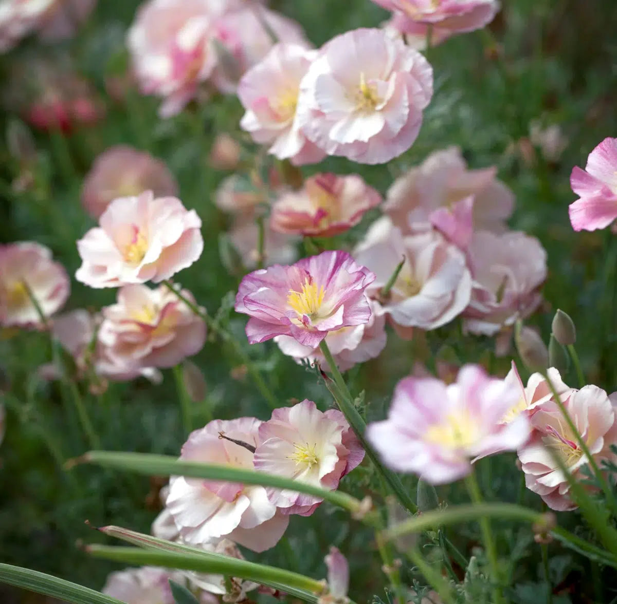 The large collection of balcony flowers