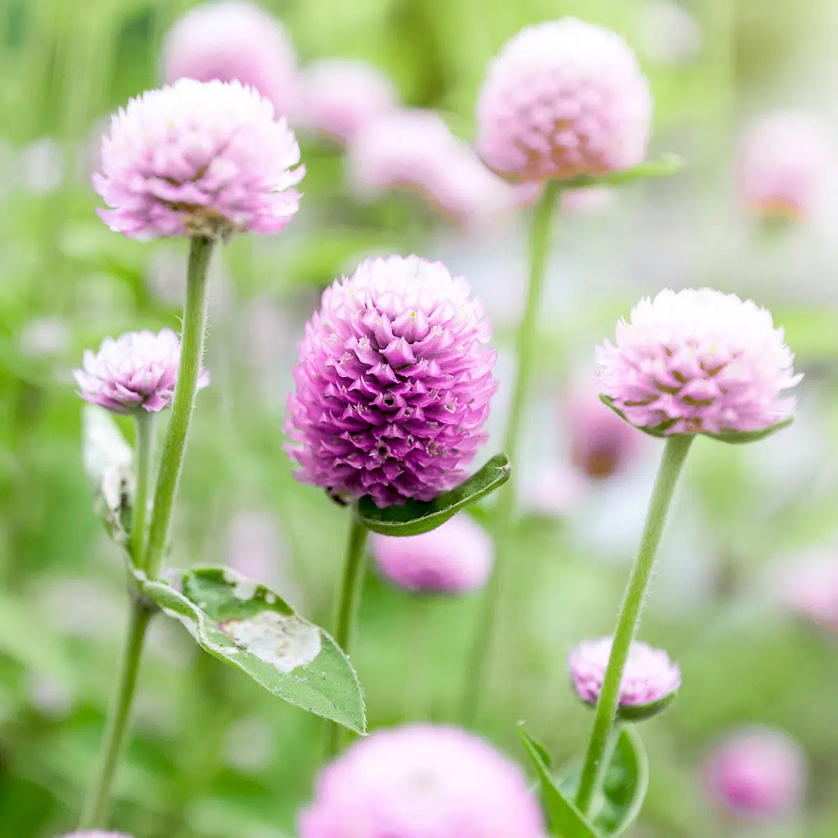Blumensamen Schnittblumengarten Cut Flower Garden Jora Dahl Saatgut The great collection Kugelamaranth Gomphrena globosa Rose