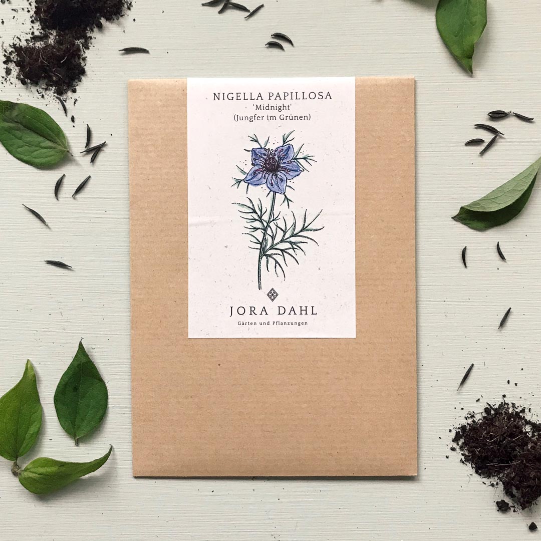 Nigella papillosa Midnight Jora Dahl Jungfer im Grünen