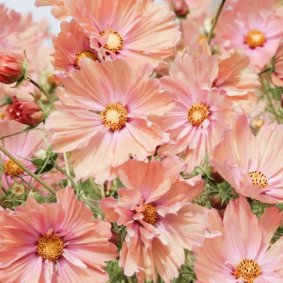 Schnittblume Kosmee Schmuckkörbchen Cosmos bipinnatus Apricotta Jora Dahl