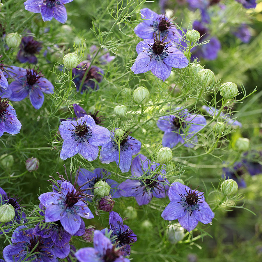 Jungfer im Grünen Midnight Nigella