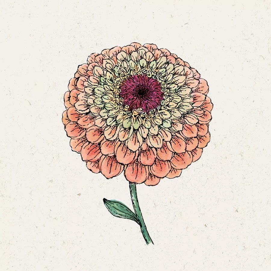 Zinnie Zinnia elegans Queen Lime Orange