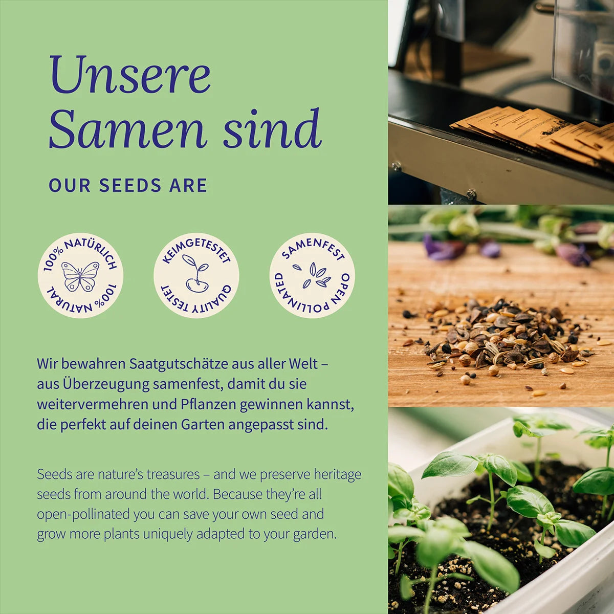 Sonnenblumen Blumensamen Saatgut samenfest Magic Garden Seeds
