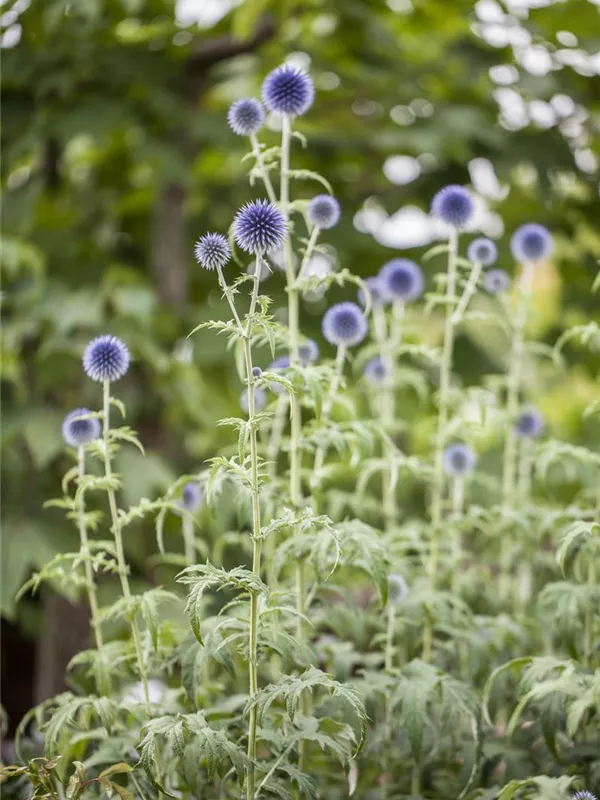 Blaue Kugeldistel Echinops ritro biologisch Saatgut Samen Blumensamen Wildstaude insektenfreundlich Magic Garden Seeds