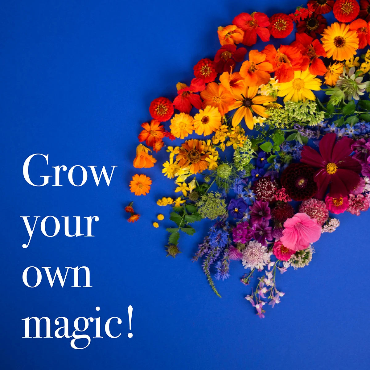 Blumensamen Schnittblumen Blumengarten Wildblumen samenfest Magic Garden Seeds Dahlie Kornblume Regenbogen insektenfreundlich Blühmischung