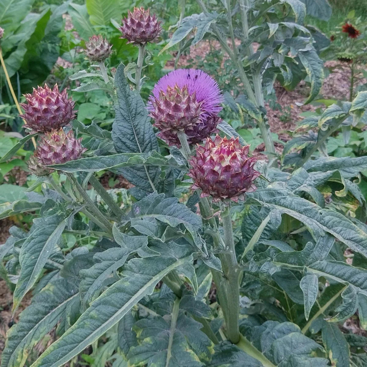 Spanische Artischoke Cardy Kardone Cynara cardunculus Bio Saatgut Samen Magic Garden Seeds