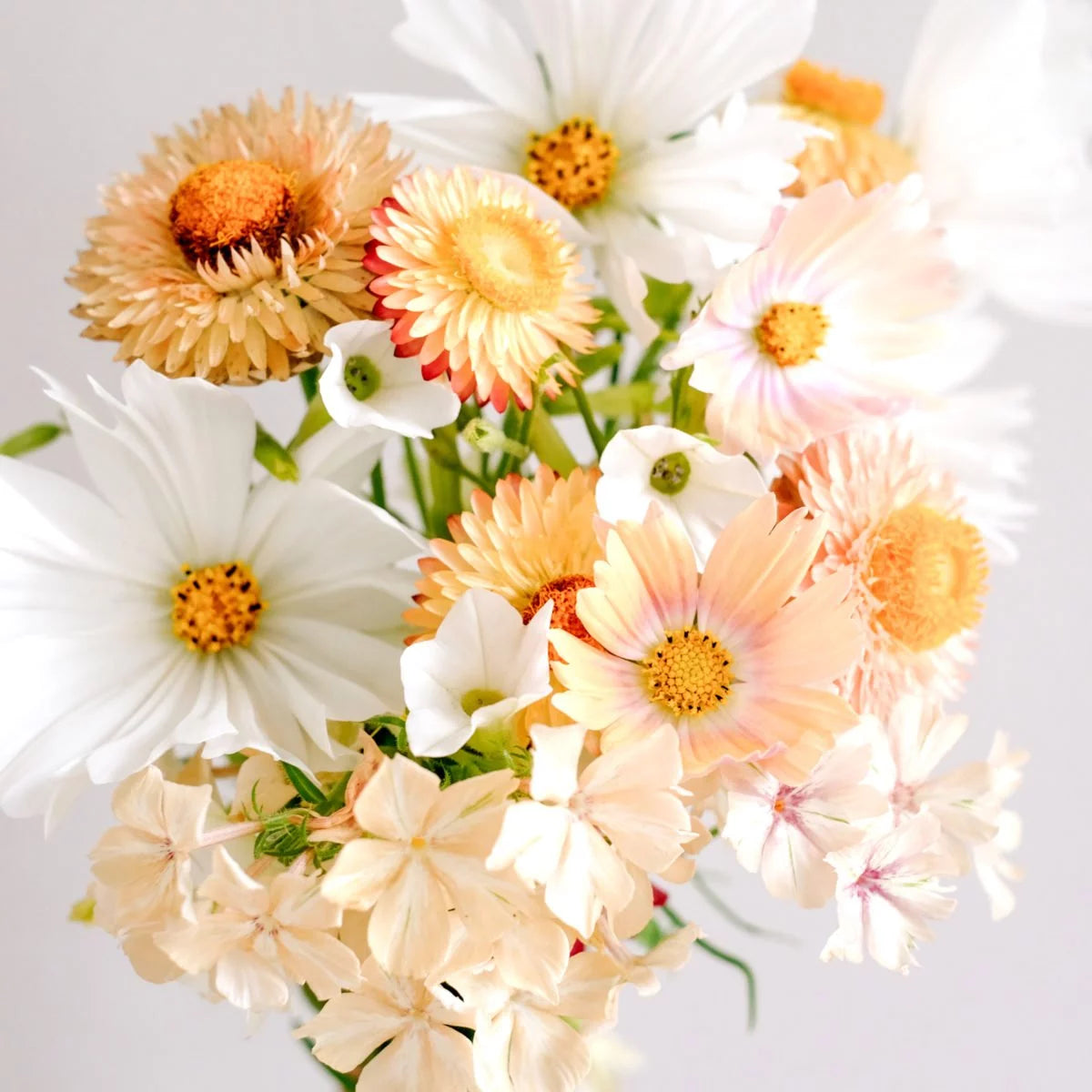 Schmuckkörbchen Cosmea Cosmos Apricot Lemonade Jora Dahl Kosmeen Schnittblume Samen Saatgut