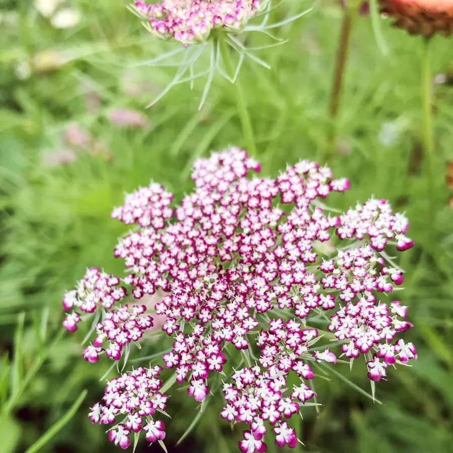Daucus Carota Wilde Möhre Dara