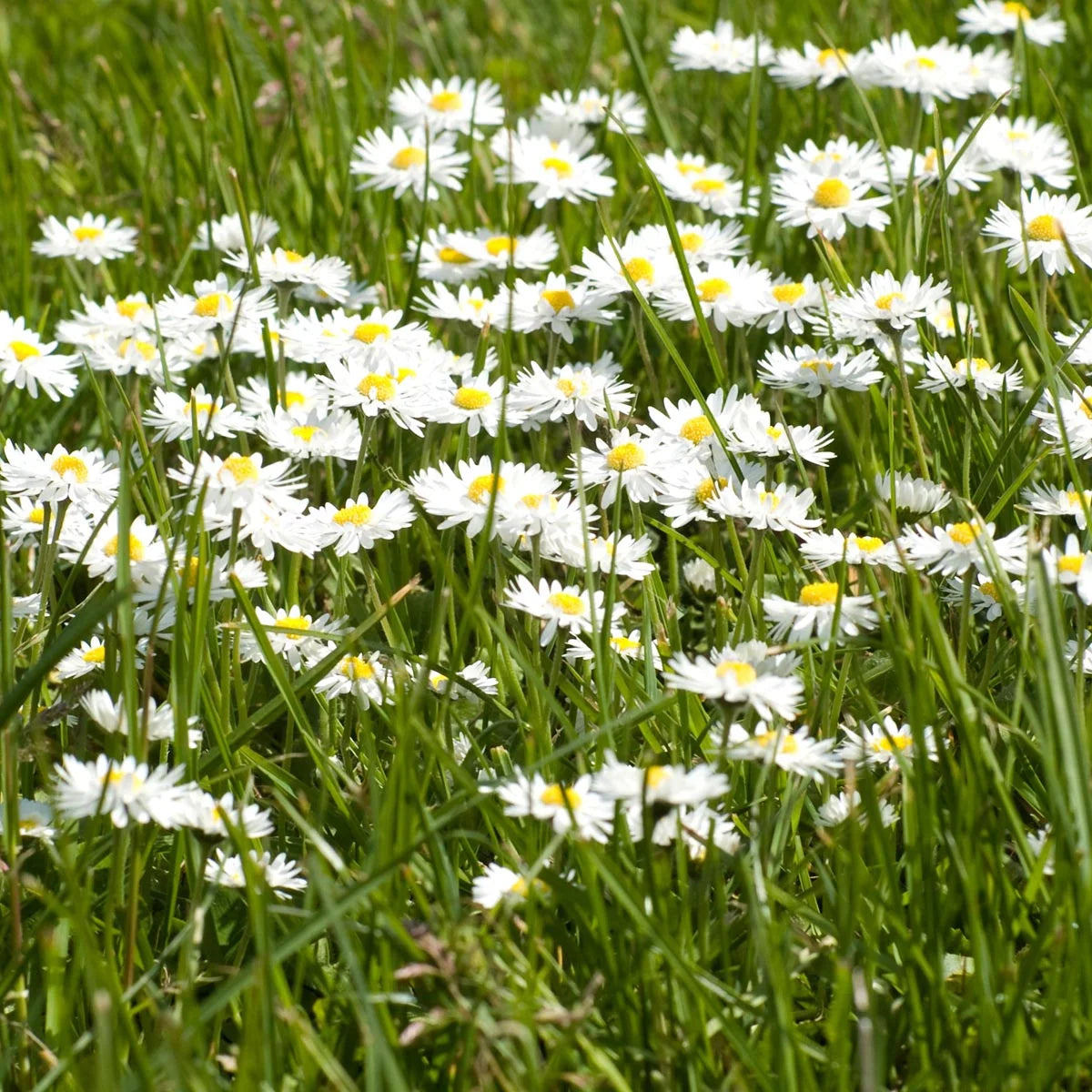 Gänseblümchen Bellis Magic Garden Seeds Wiesenblume Saatgut samenfest Blumenwiese Kräuterrasen