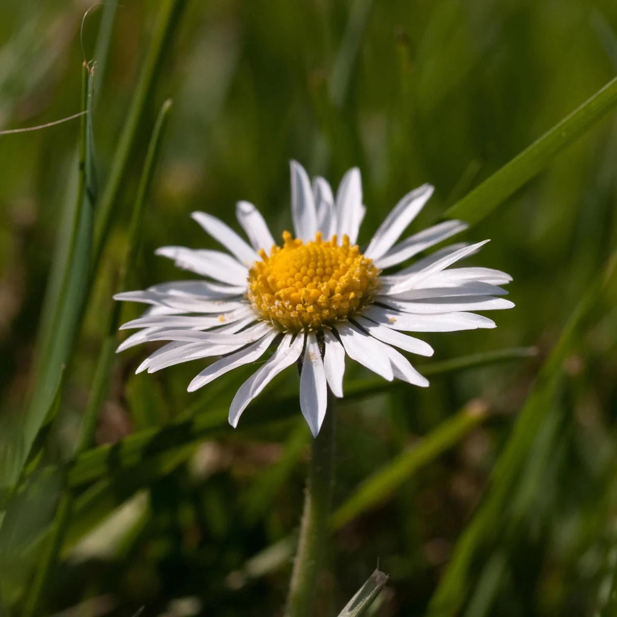 Gänseblümchen Bellis Magic Garden Seeds Wiesenblume Saatgut samenfest Blumenwiese Kräuterrasen