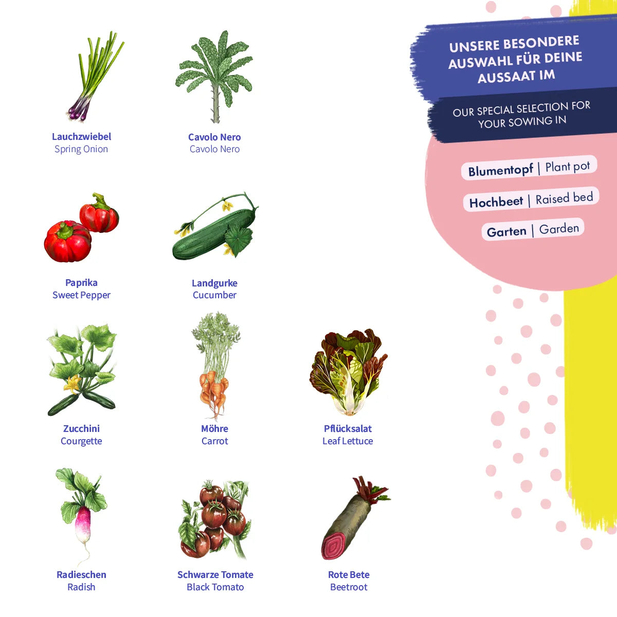 Gemüse Hochbeet Saatgut samenfest Magic Garden Seeds Rote Beete Möhre Salat Zwiebel