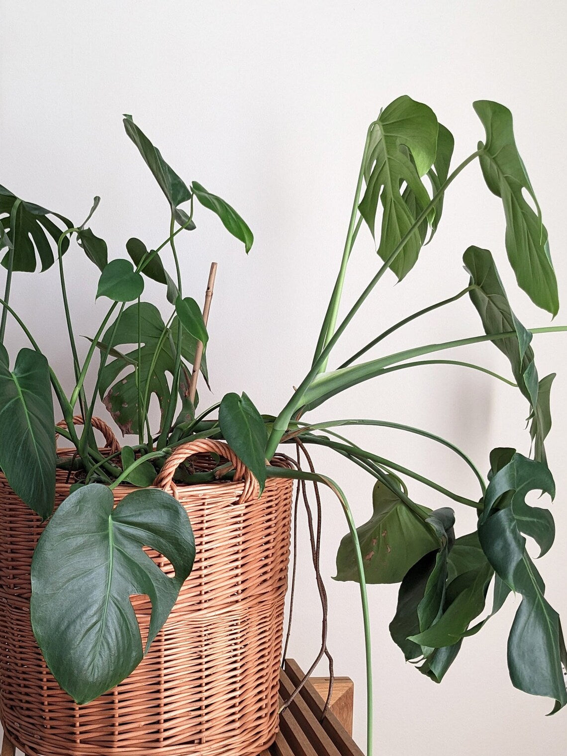 Hand-woven basket for plants, laundry, pillows etc.