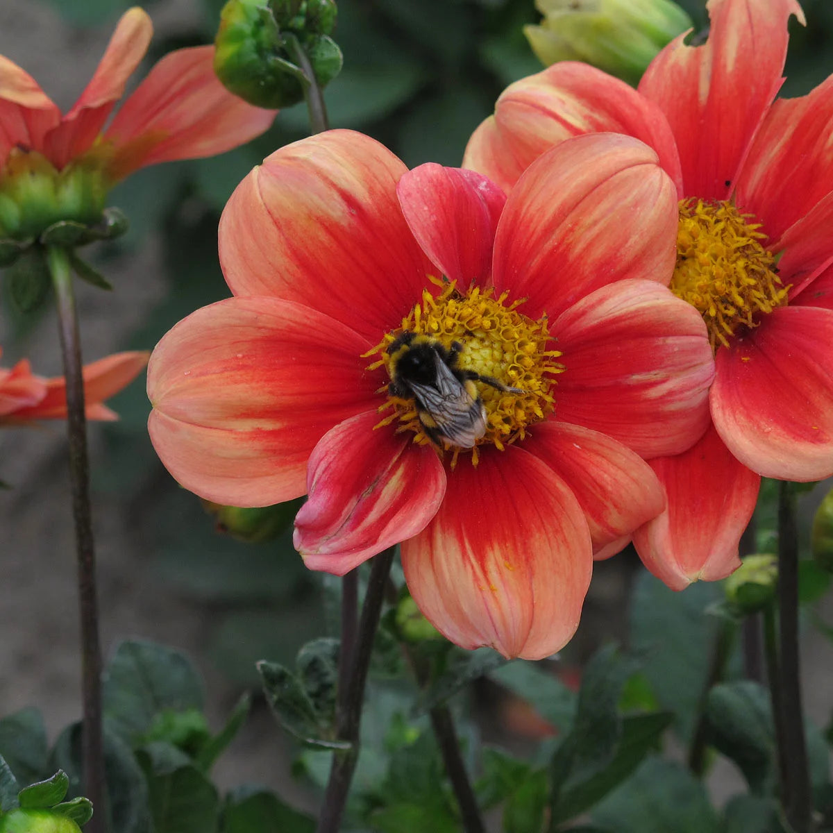 Dahlien Saatgut Dahlia variabilis Magic Garden Seeds Schnittblume Balkongarten kleiner Garten