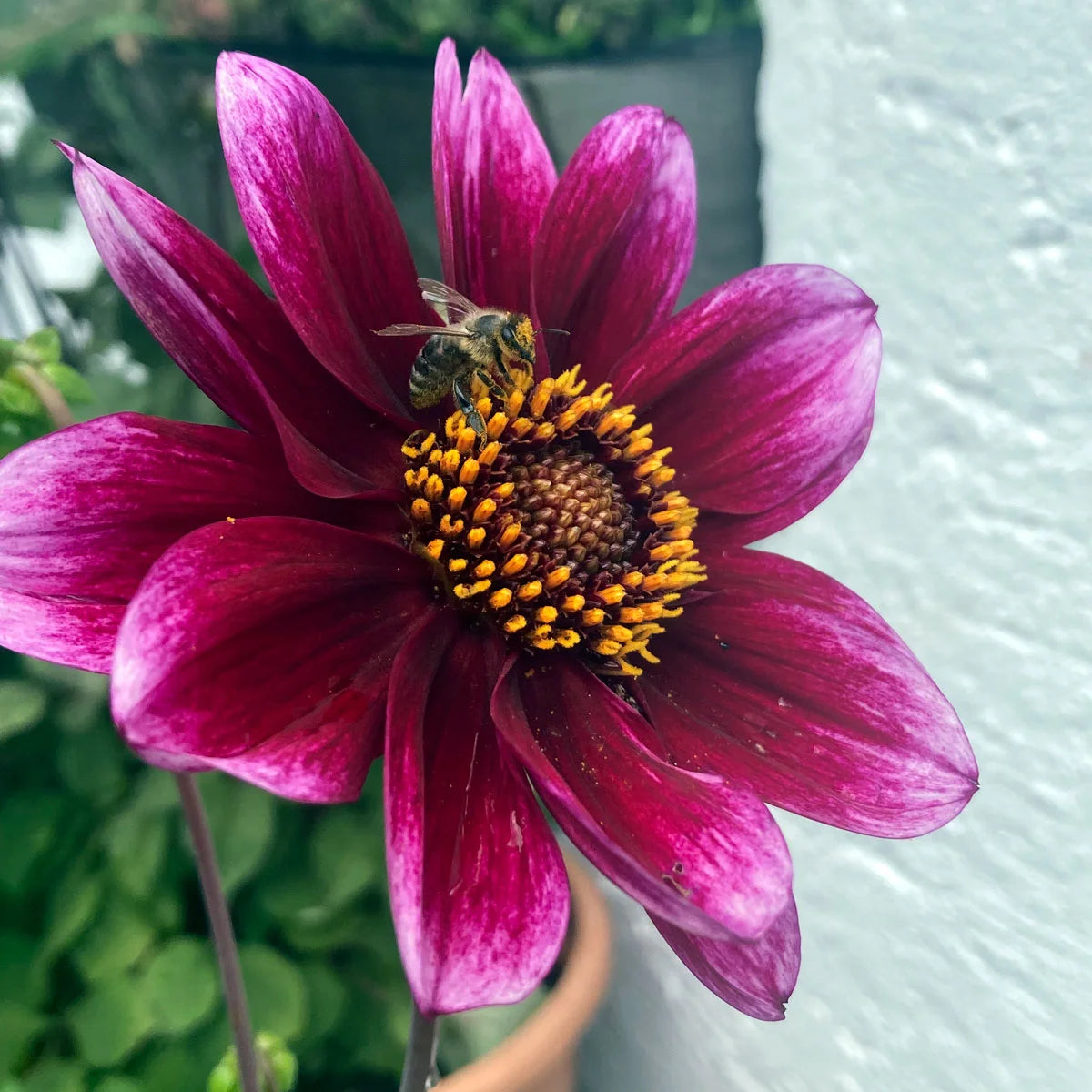 Dahlien Saatgut Dahlia variabilis Magic Garden Seeds Schnittblume Balkongarten kleiner Garten