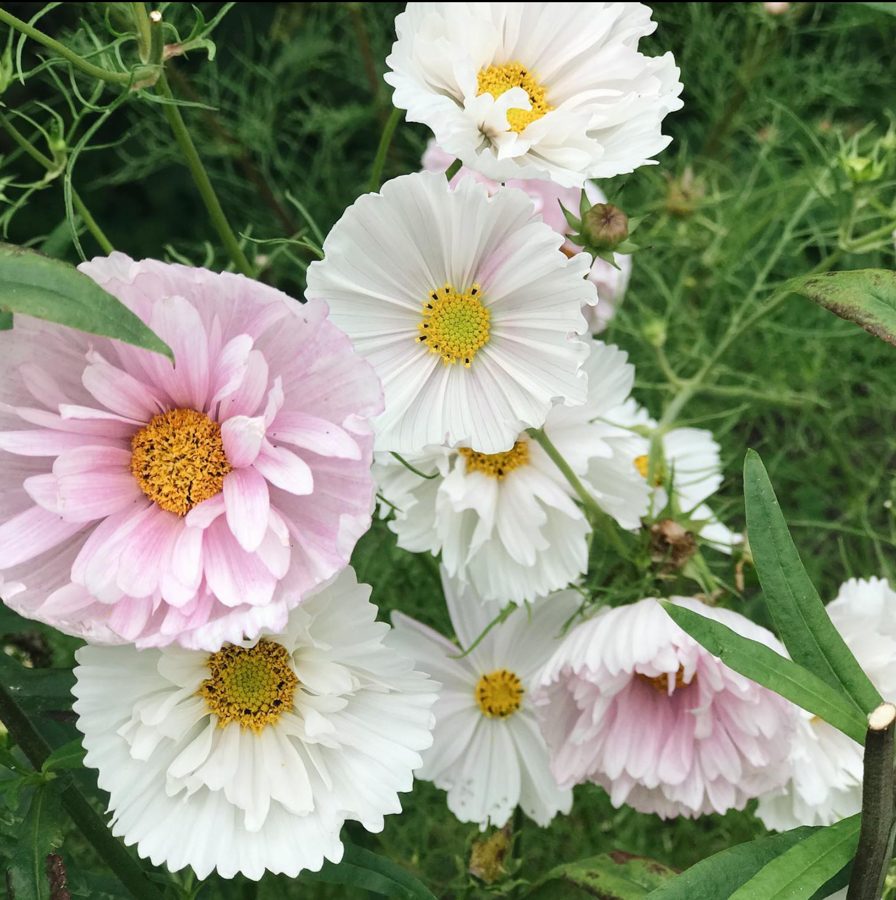 Schmuckkörbchen Cosmea Cosmos Cupcake Blush Jora Dahl Kosmeen Schnittblume Saatgut Samen