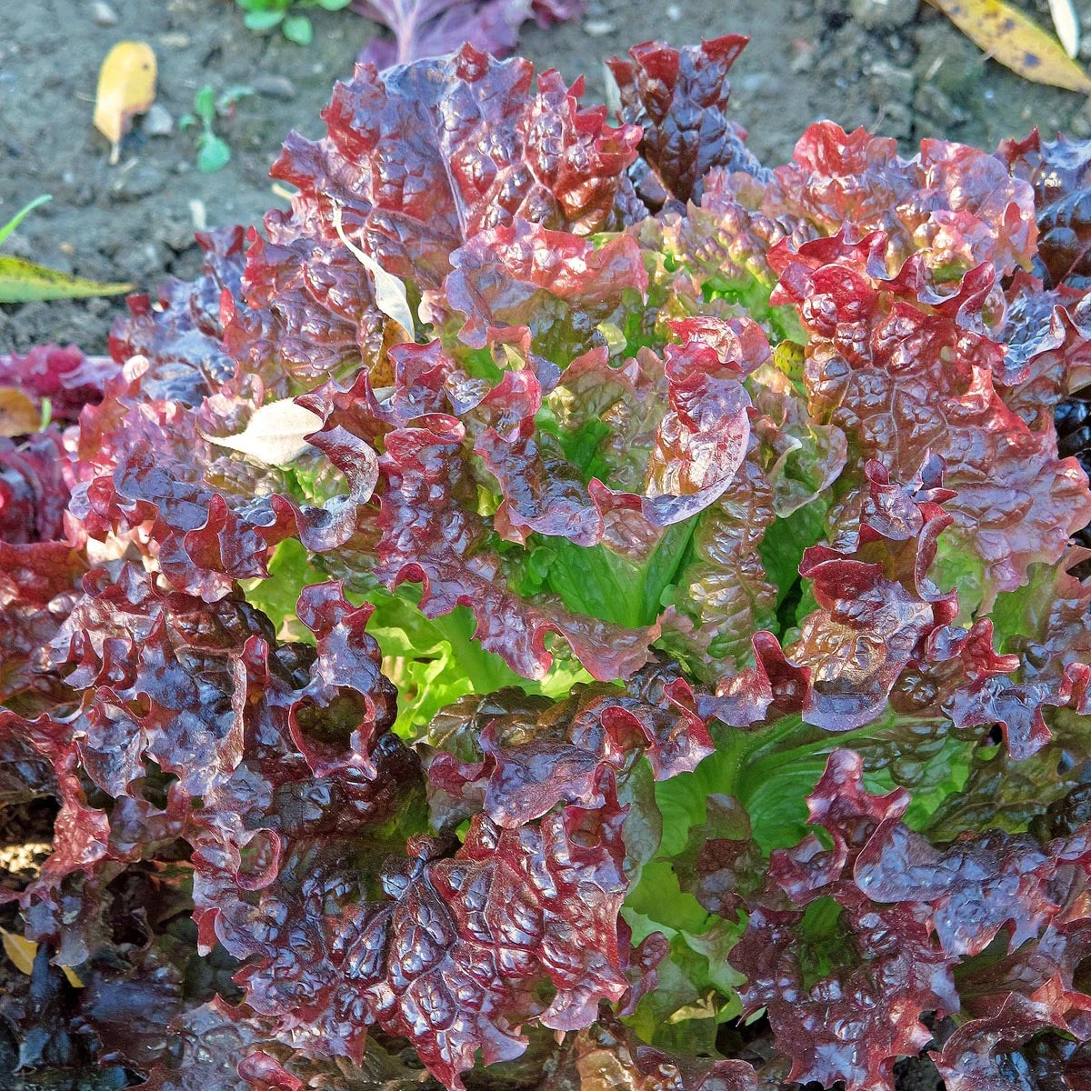 Pflücksalat Red Salat Bowl Magic Garden Seeds Saatgut Bio Salat samenfest Gemüsegarten Balkongarten