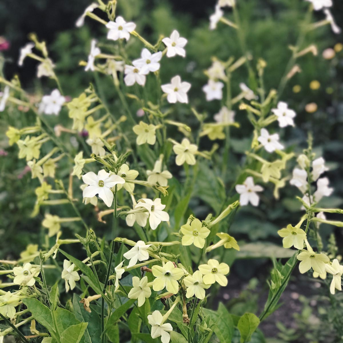 Ziertabak Nicotiana alata Lime Green Jora Dahl Saatgut Blumengarten Samen Schnittblumen