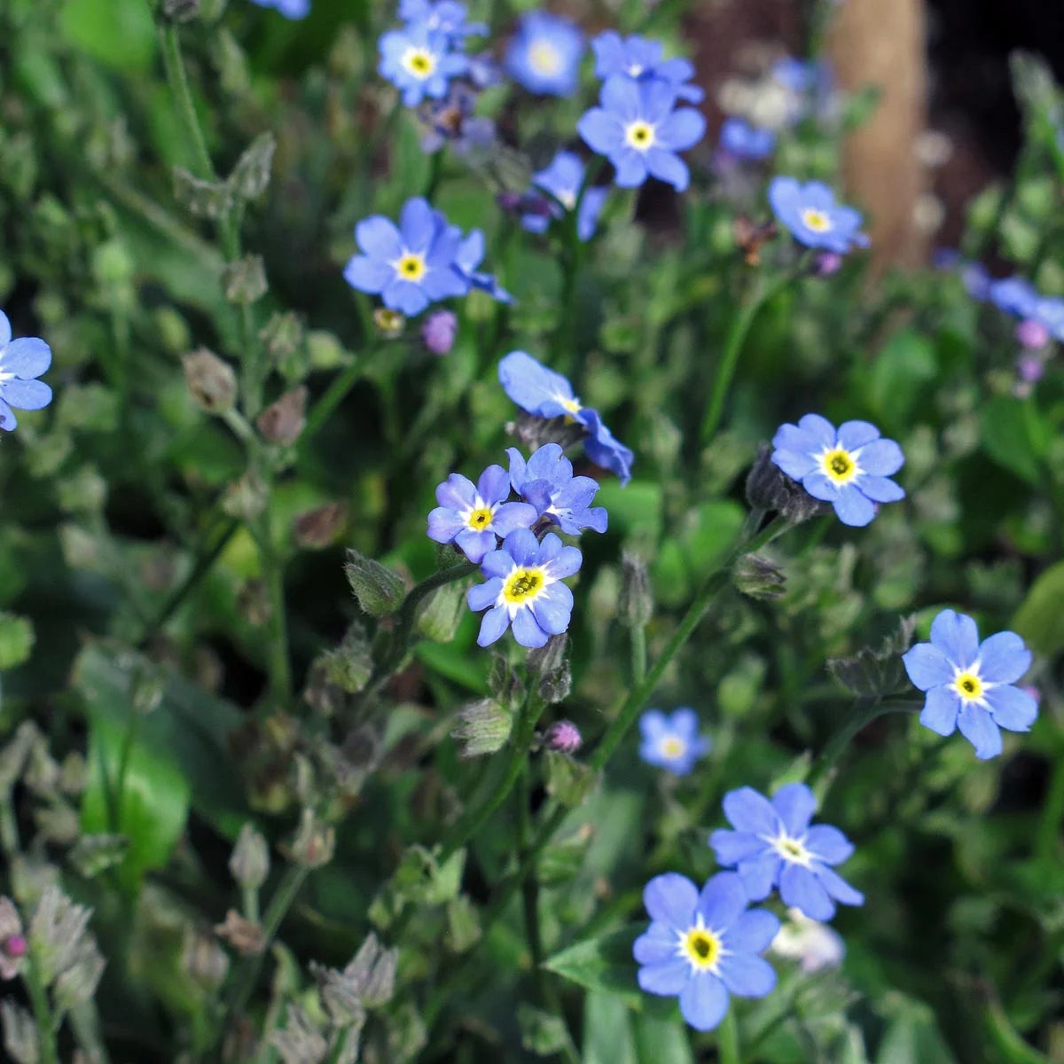 Wald Vergissmeinnicht Samen Saatgut Schattengarten Magic Garden Seeds