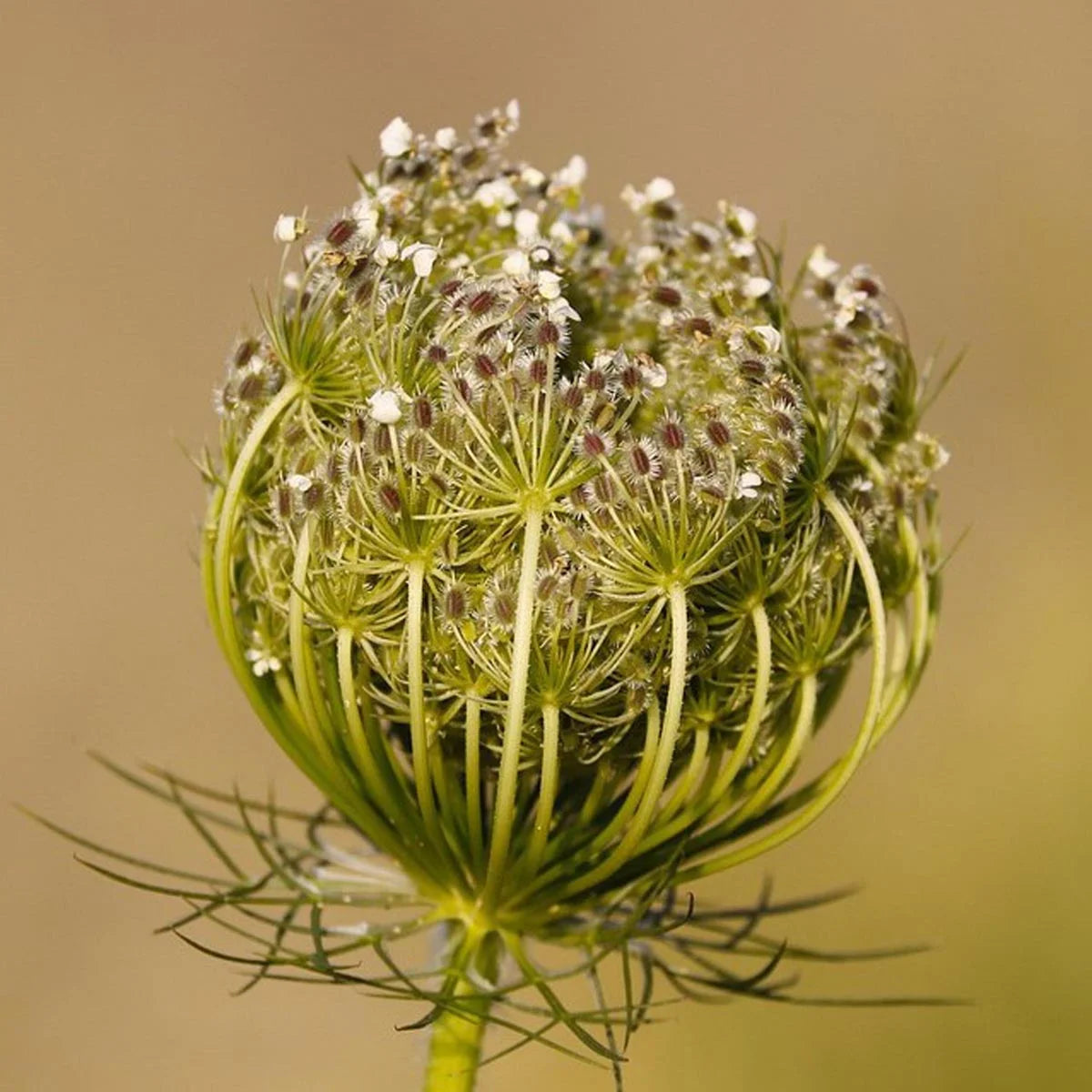Wilde Möhre Bio-Saatgut Daucus carota Magic Garden Seeds
