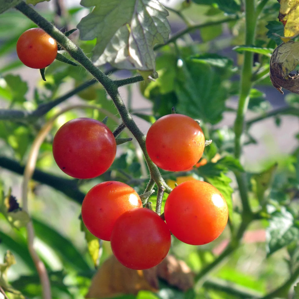 Wildtomate Tomate Rote Murmel Bio Saatgut Magic Garden Seeds Naschtomate