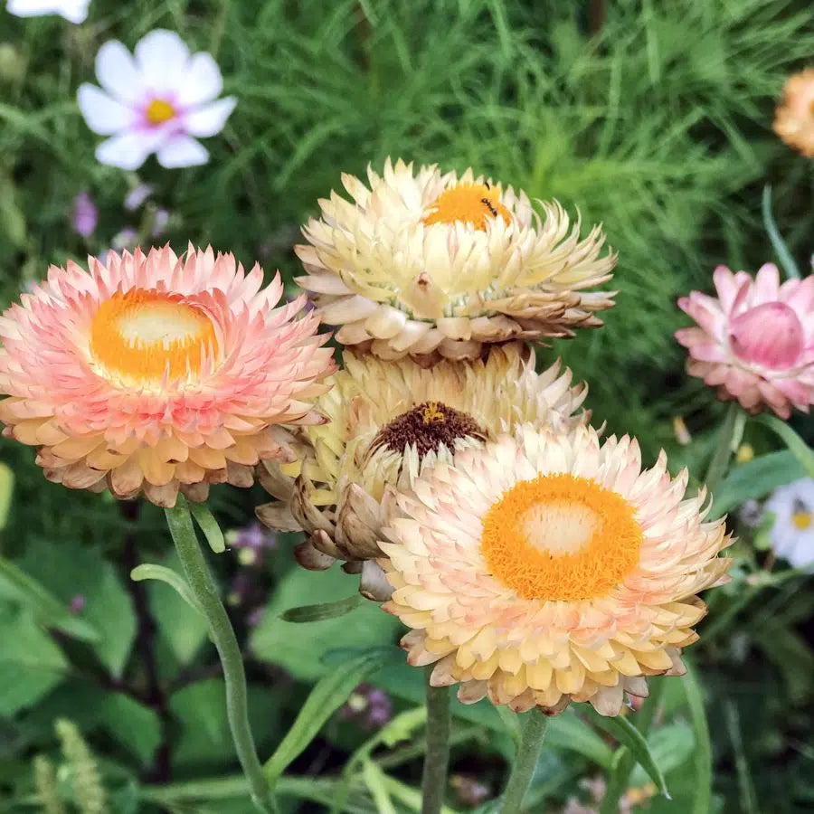 Strohblume Helichrysum bracteatum Salmon Rose Trockenblume Jora Dahl Schnittblume Saatgut Samen