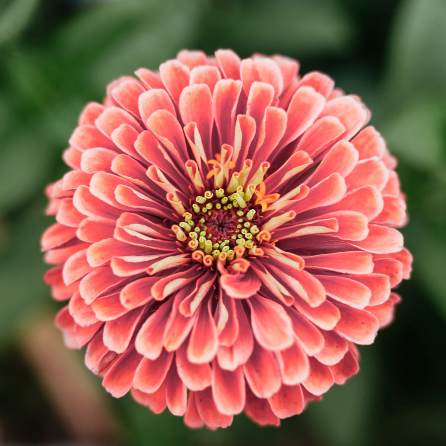 Blumensamen Schnittblumengarten Cut Flower Garden Jora Dahl Saatgut The great collection Zinnie Zinnia elegans ‚Benary’s Giant Salmon Rose‘