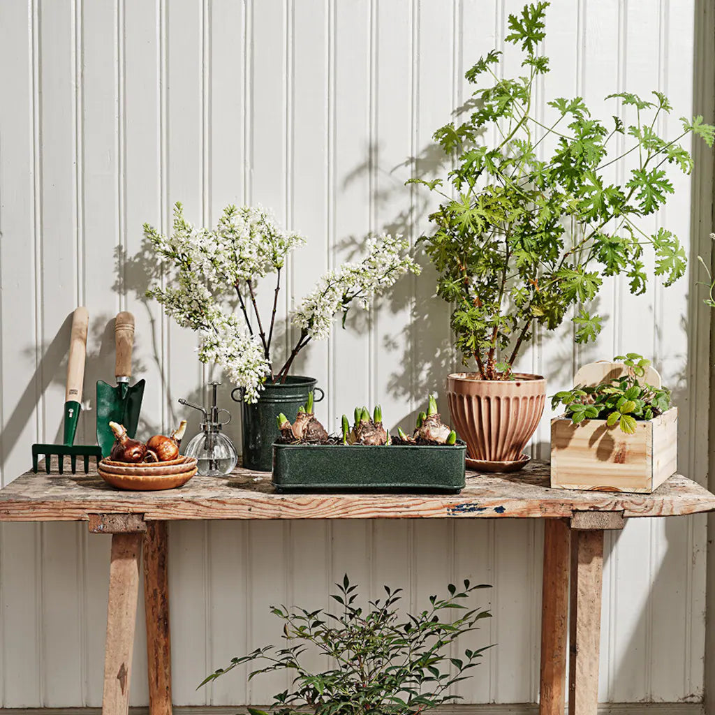 Plant box - utensil in different colors