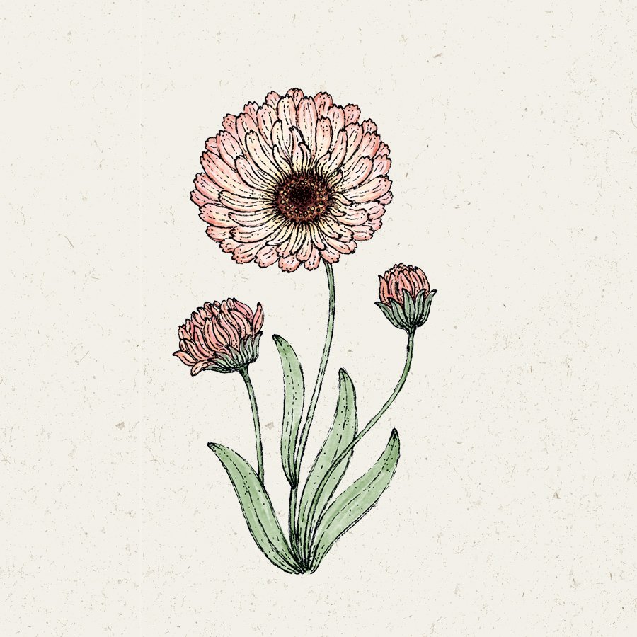Ringelblume Calendula Bronze Beauty Jora Dahl Schnittblume Essbare Blüten