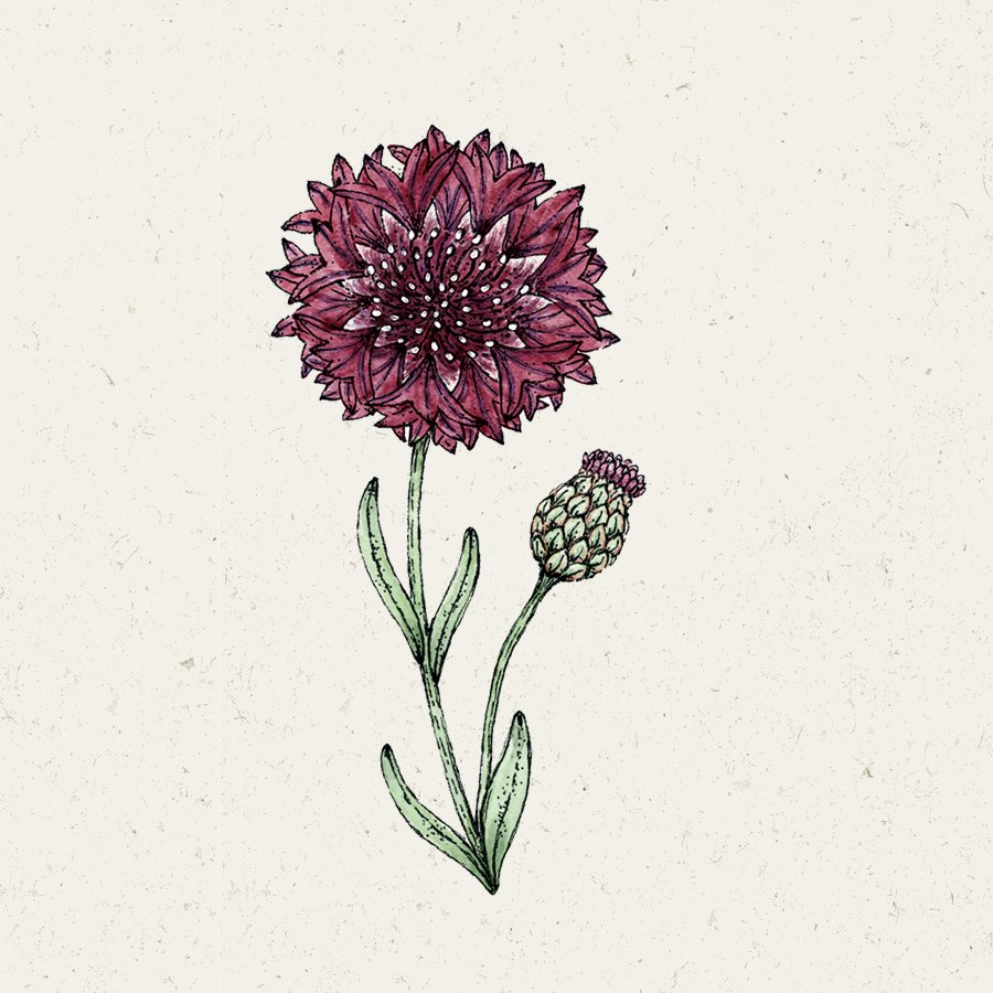 Kornblumen Saatgut Samen Jora Dahl Classic Magic Black Ball Classic Fantastic Classic Romatic Centaurea Cyanus Saatgut Samen