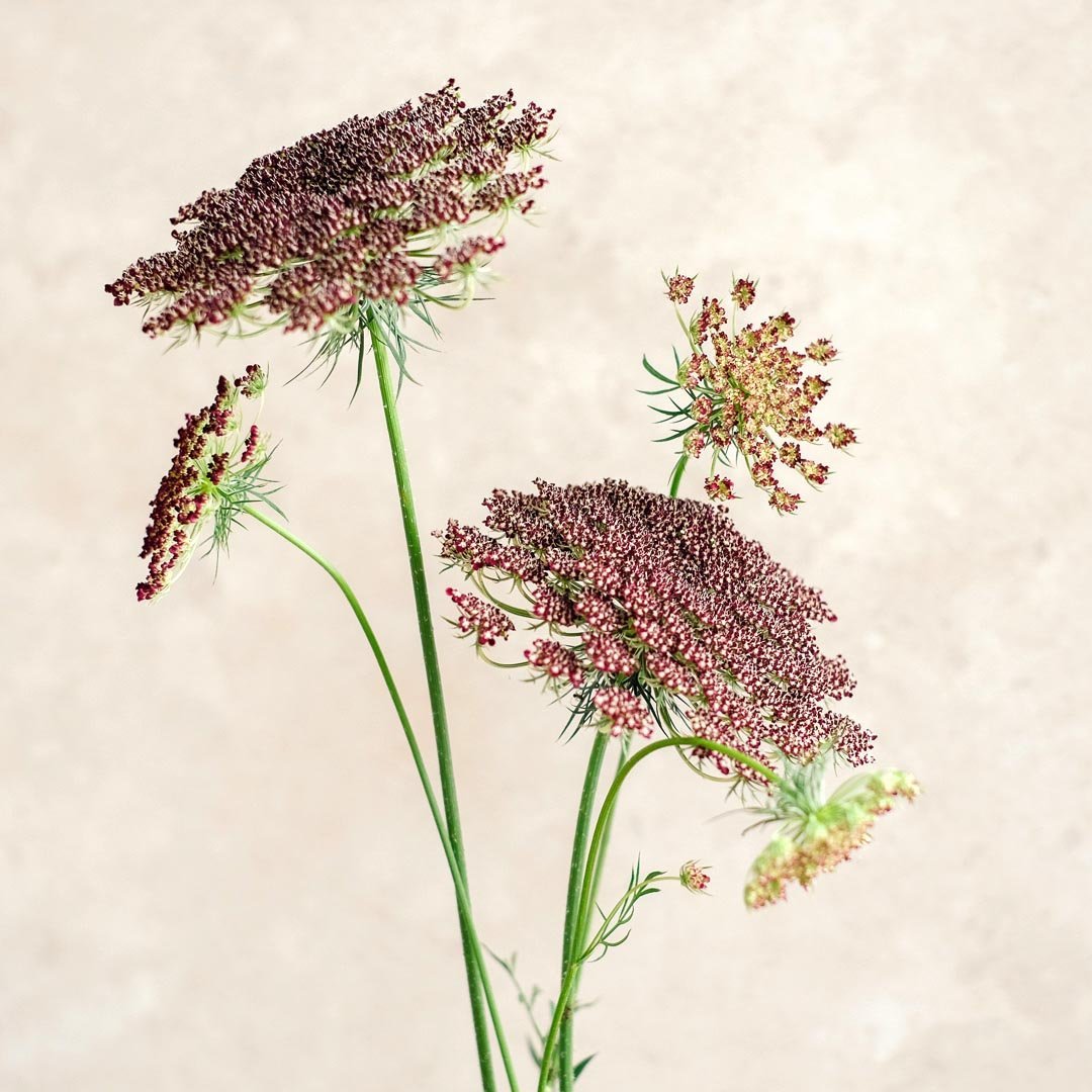 Wilde Möhre Daucus carota Dara