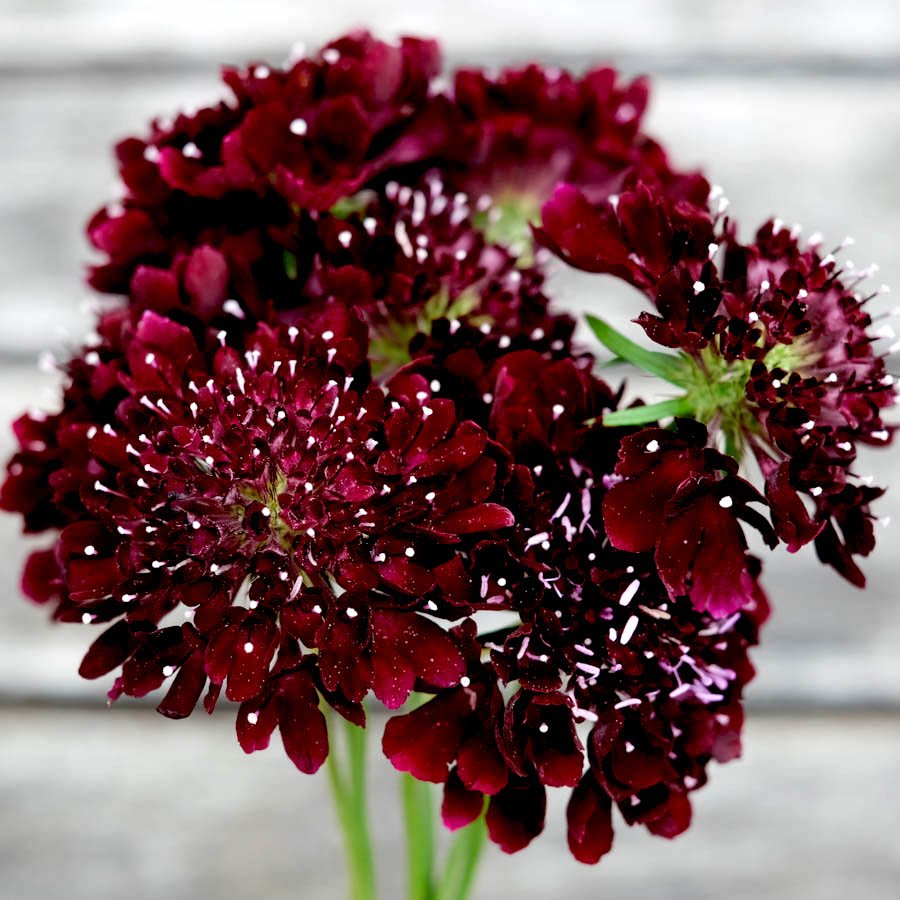 Skabiose Scabiosa atropurpurea Black Knight Jora Dahl Samen Saatgut