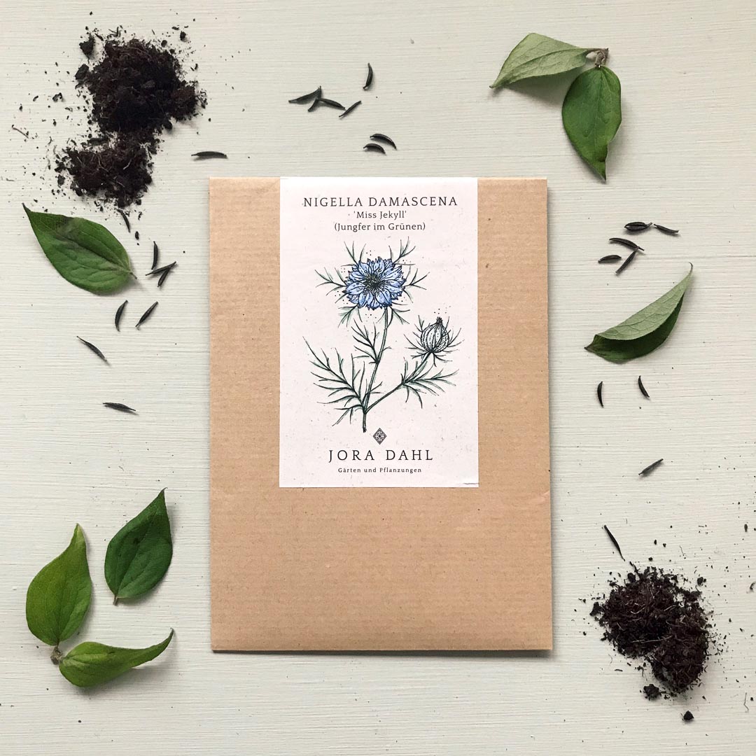 Jungfer im Grünen Nigella damascena Miss Jekyll