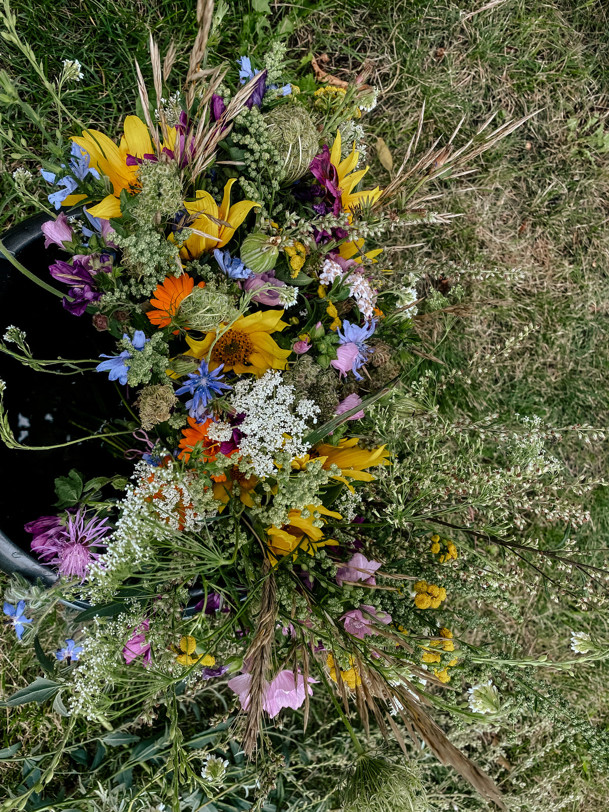 Die große Kollektion Balkonblüten